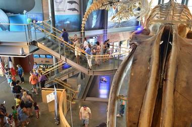 New Bedford Whaling Museum (1 hour)