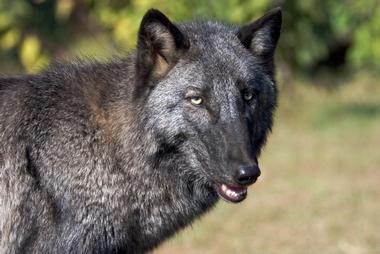 Seacrest Wolf Preserve, Florida