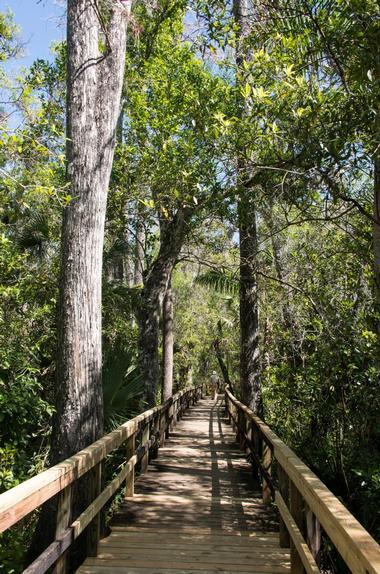 Florida State ParksL Fakahatchee Strand Preserve State Park