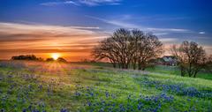 Texas bluebonnet wildflowers