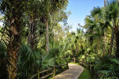 Day Trips from Near Me: Ocala National Forest