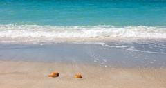 Best Shelling Beaches in Florida