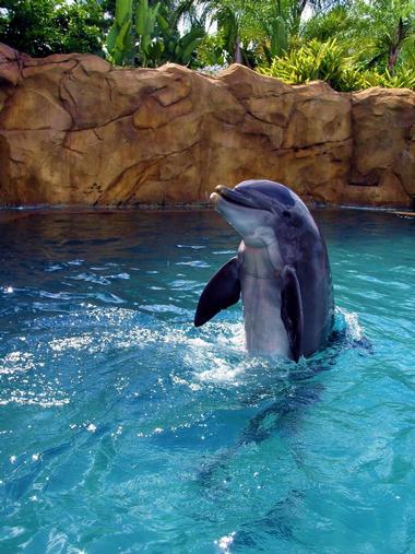 Things to Do in Florida: Discovery Cove, Florida