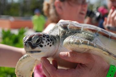 Cayman Turtle Centre: Island Wildlife Encounter