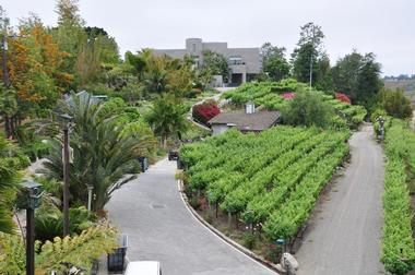 Newport Beach Vineyards and Winery