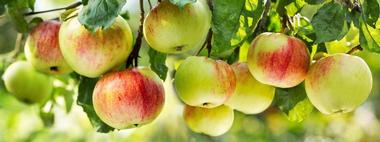 Things to Do in Oregon: Kiyokawa Family Orchards