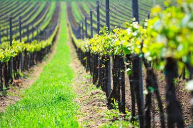 Buttonwood Farm Winery & Vineyard
