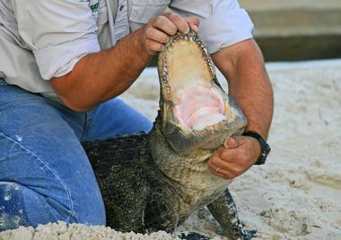 Alligator Adventure, South Carolina