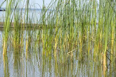 Grassy Waters Nature Preserve
