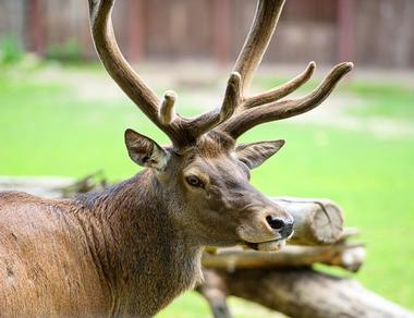 Wisconsin Dells Attractions: Wisconsin Deer Park