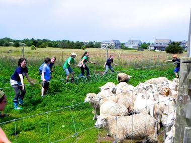 Things to Do on Martha's Vineyard: The Farm Institute