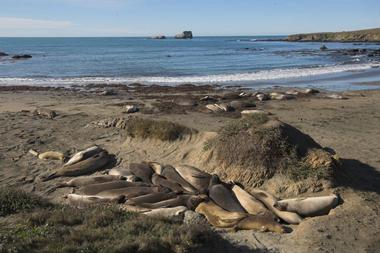 Things to Do in San Simeon: Piedras Blancas Elephant Seal Rookery