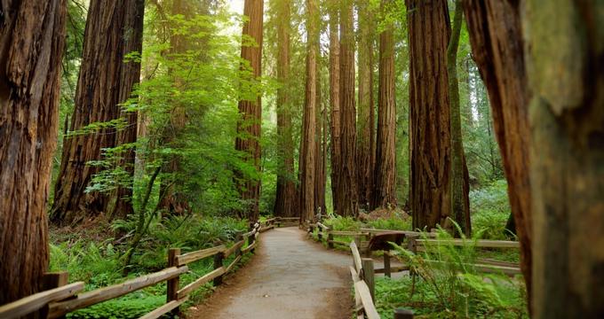 California Redwood Forests