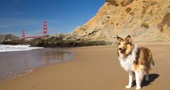 12 Dog-Friendly Beaches in the San Francisco Bay Area