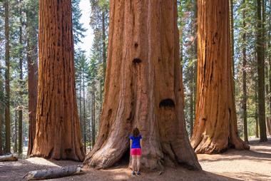 Tips About the Redwood Forest in California