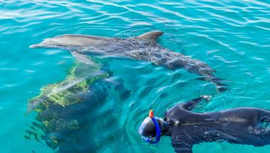 Things to Do in Panama City Beach: Dolphin and Snorkel Tours