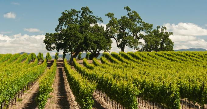 25 Perfect California Wineries