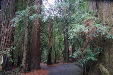 Armstrong Redwood State Reserve
