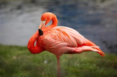 Flamingo Gardens, Botanical Gardens and Everglades Wildlife Sanctuary, Florida