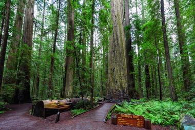 Humboldt Redwood State Park