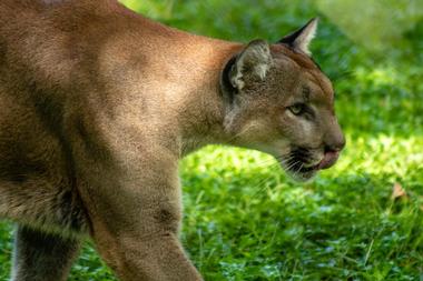 Day Trips from Naples: Florida Panther Refuge