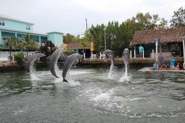 Island Dolphin Care, Key Largo, Florida