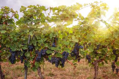 Things to Do in Fallbrook, California: Myrtle Creek Vineyards
