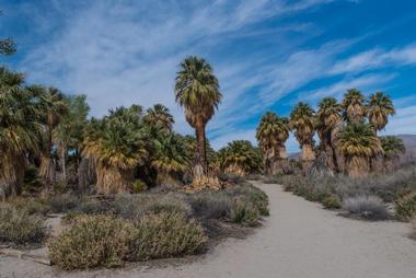 Things to Do in Palm Springs: Coachella Valley Preserve