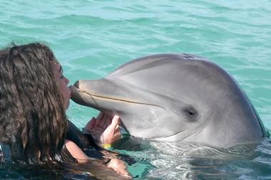 Dolphins Plus Bayside, Florida Keys