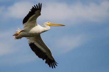 Places to Visit: Pelican Island National Wildlife Refuge, Vero Beach, Florida