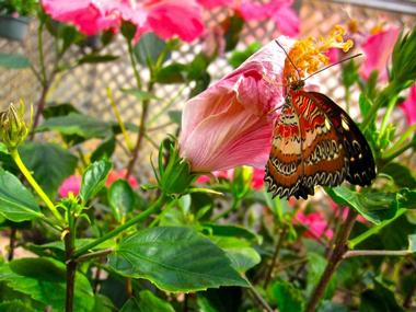 The Original Mackinac Island Butterfly House and Insect World