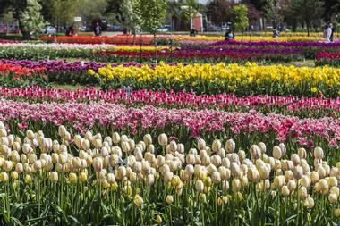 Veldheer Tulip Garden