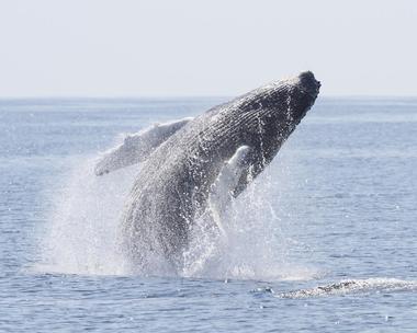 Whale Research EcoExcursions
