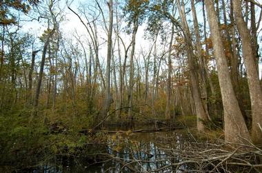 BREC Bluebonnet Swamp Nature Center