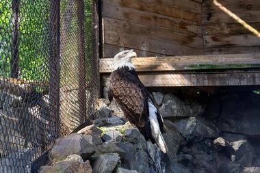 The American Bald Eagle Foundation Museum