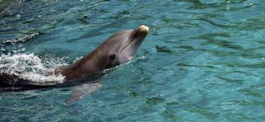 Dolphin Research Center, Marathon, Florida