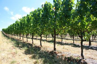 Sonoma Coast Vineyards