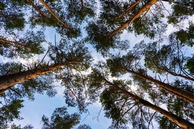 Weekend Getaways in Michigan: Estivant Pines
